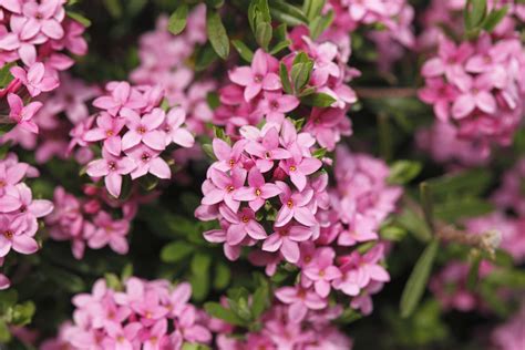 pink flowering shrubs identification